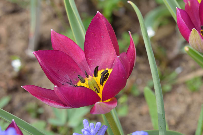 closeup of a persian pearl tulip