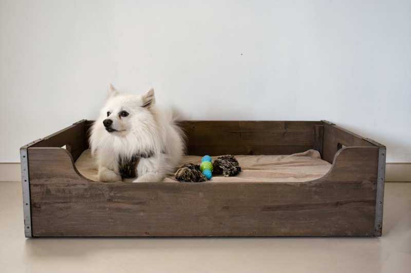 dog lying on wooden dog bed