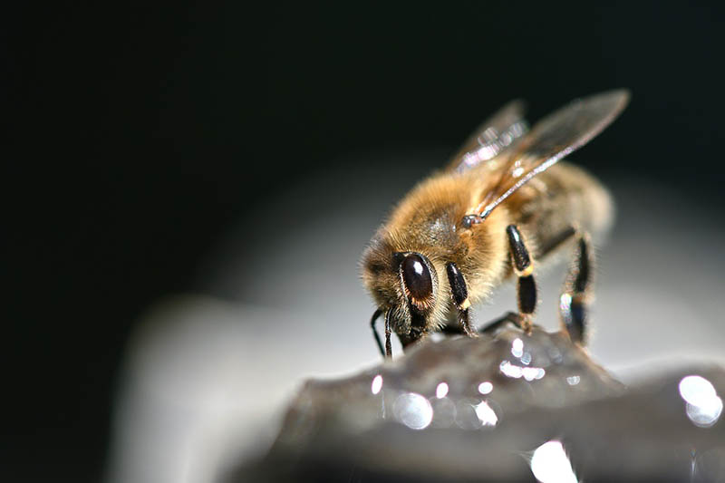 european honey bee up close