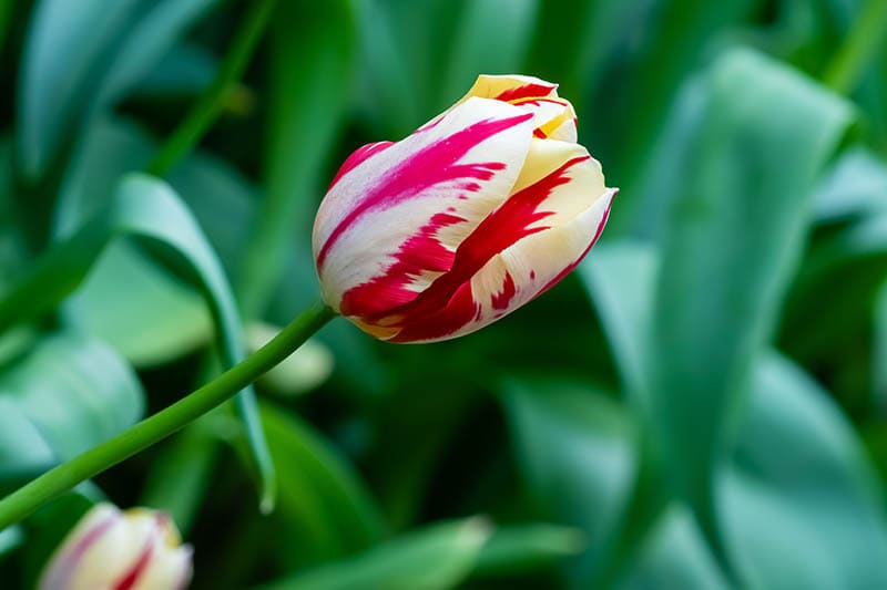 grand perfection tulip