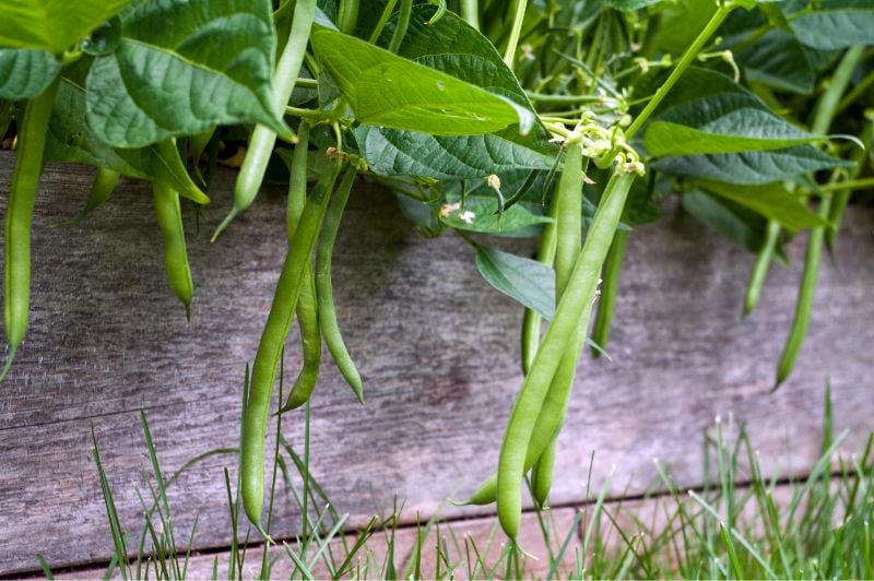 green beans, also known as bush beans