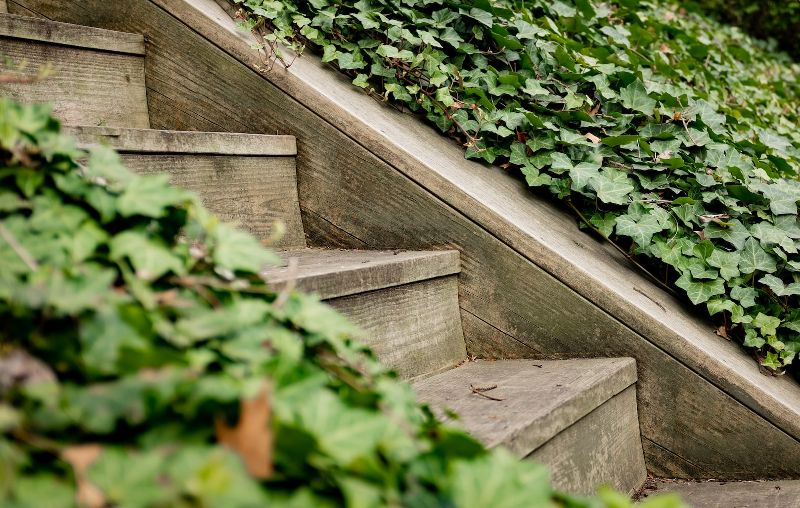 green plants on either side of brown wooden outdoor stairs