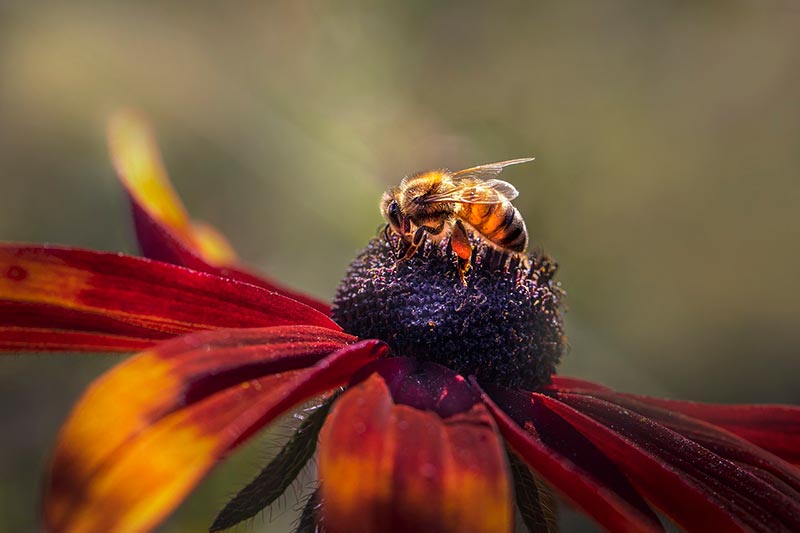 honeybee on a flower
