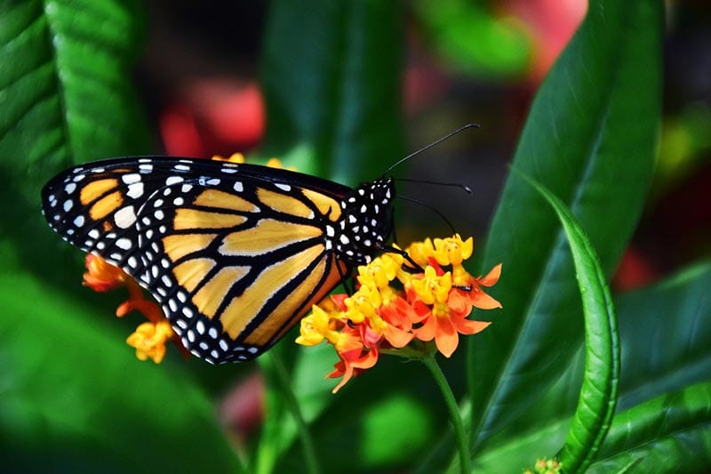 Cabbage White Butterfly - The Australian Museum