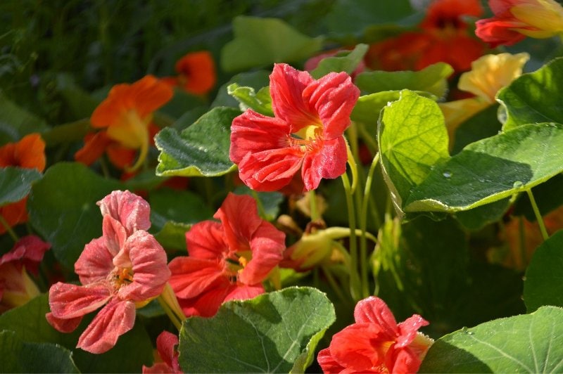nasturtium flowers in a variety of colors