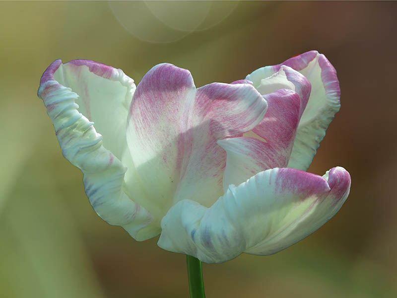 parrot tulip
