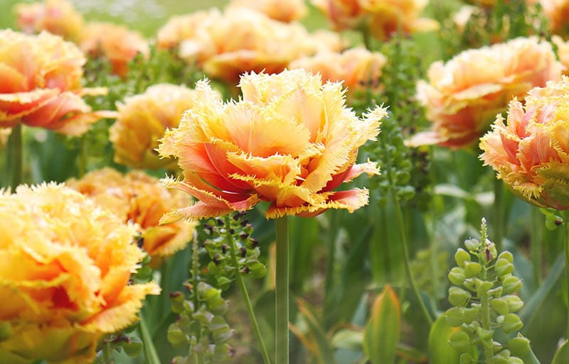 Peony Tulip