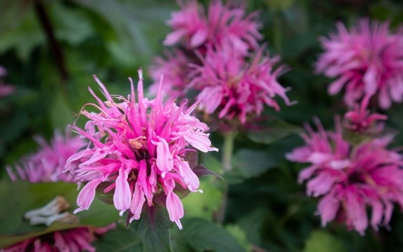 pink bee balm, also known as wild bergamot flowers