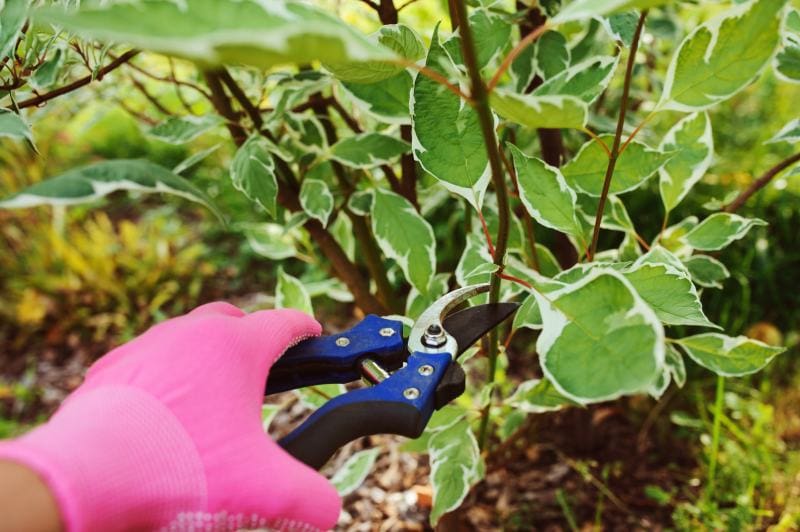 pruning cornus alba (dogwood) shrub