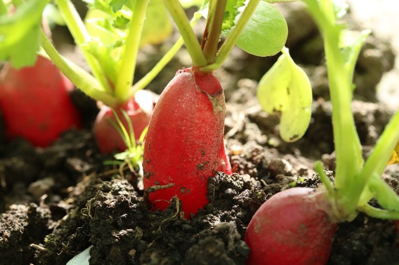 radishes in soil