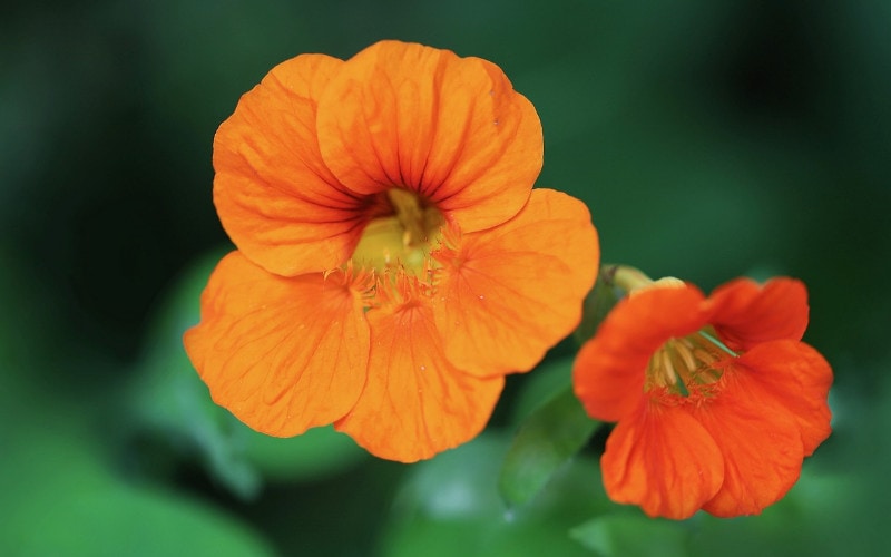 red orange and yellow nasturtium flowers