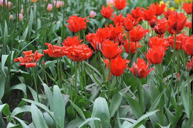 red riding hood tulip