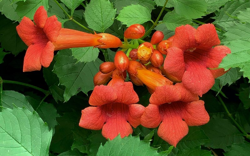 red trumpet creeper vine flowers