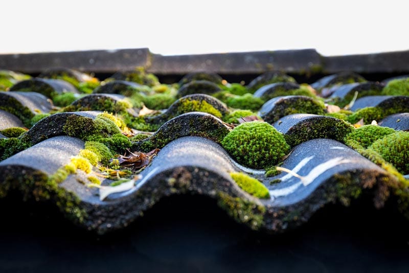 roof with green moss