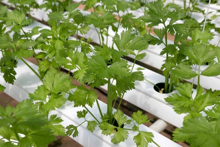 11 Best Herbs To Grow In Hydroponics With Pictures House Grail   Rows Of Coriander Herb Being Grown Hydroponically Marsraw Pixabay 768x512 