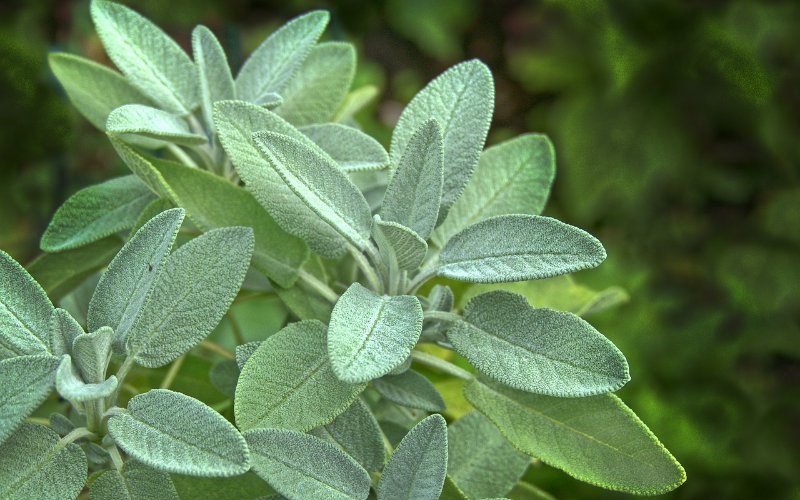 sage leaves herb garden plant