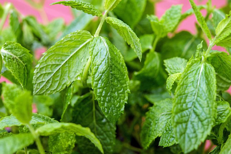 spearmint plant