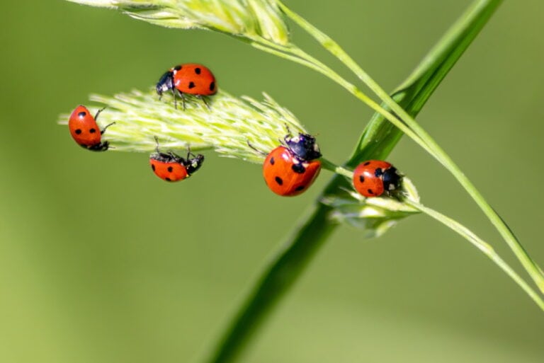 how-many-legs-does-a-ladybug-have-insect-anatomy-explained-house-grail