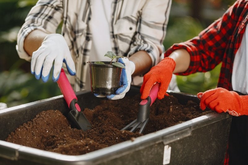 dos personas con guantes obteniendo compost del suelo