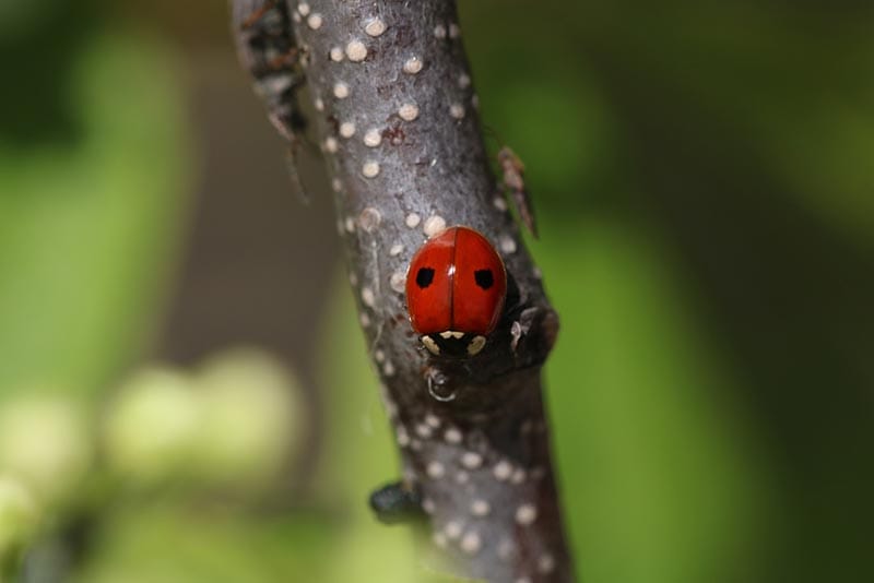 two-spotted lady beetle