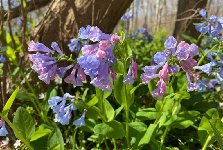 8 Wildflowers That Grow in Kentucky (With Pictures) | House Grail