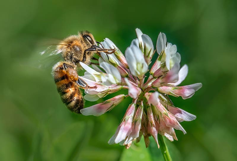 What Is the State Insect of Maine? Facts, History, & FAQ House Grail