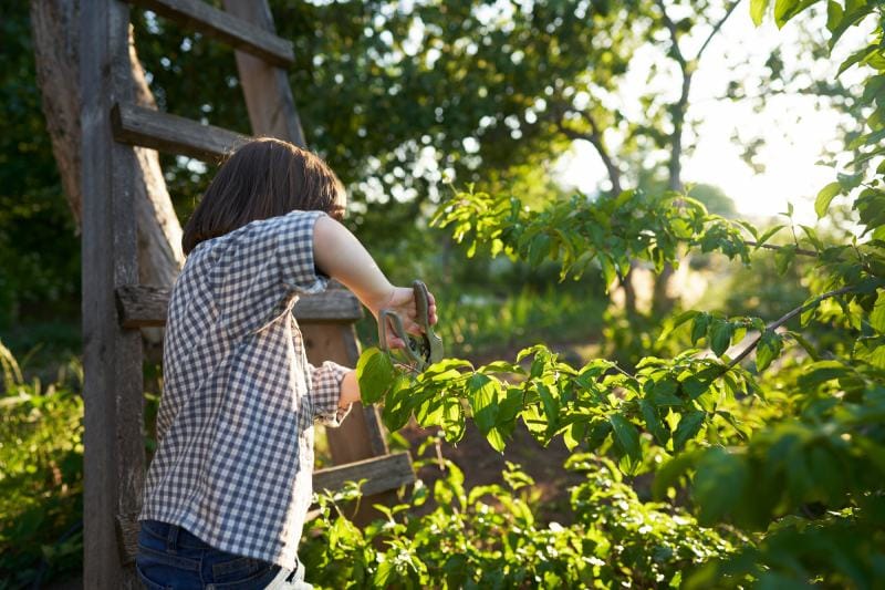 woman cuts off or pruning an extra branch from a dogwood bush with garden scissors
