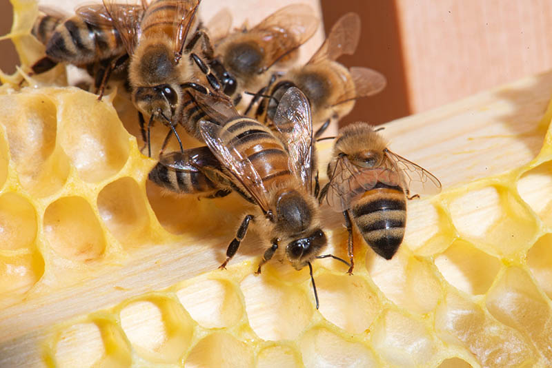 worker honeybees on a honeycomb