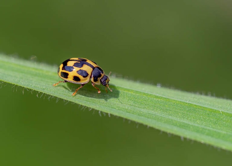 how-many-legs-does-a-ladybug-have-insect-anatomy-explained-house-grail