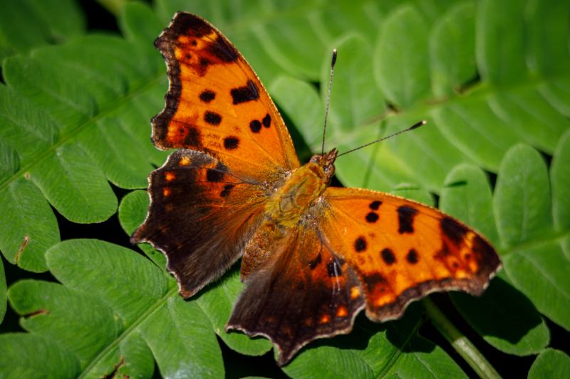 8 Most Common Types of Butterflies in Maryland | House Grail