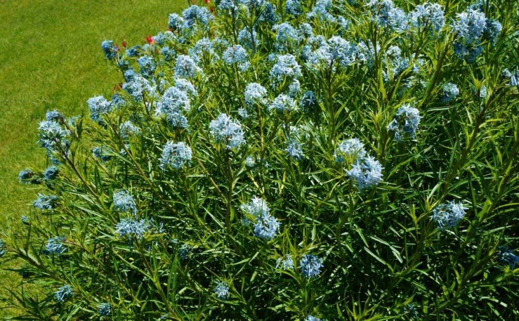 Arkansas Bluestar