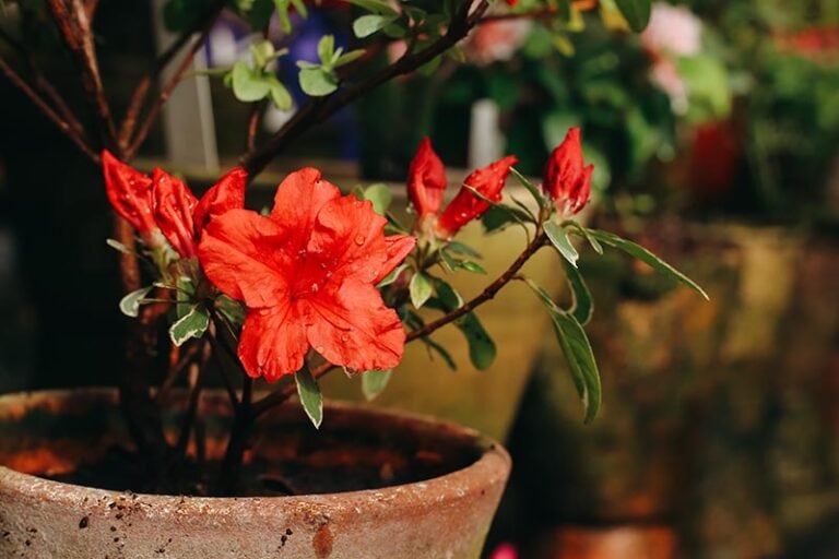 choosing the right soil for your azalea plant what you need to know