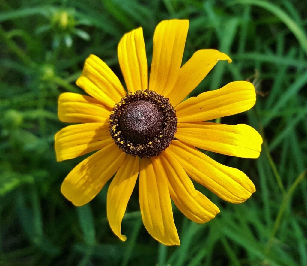 Brown Eyed Susan