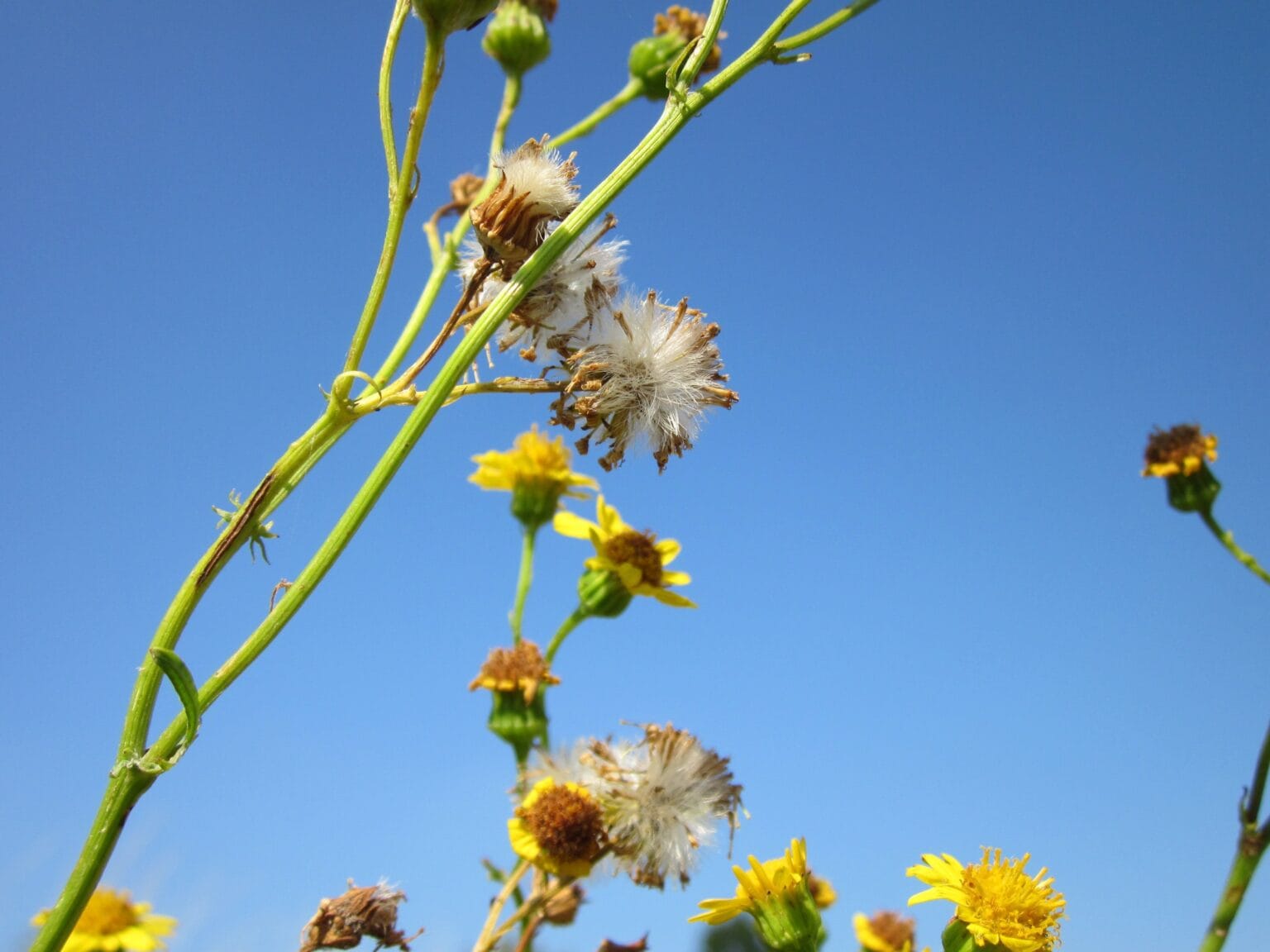 10-wild-flowers-that-grow-in-louisiana-identification-guide-with