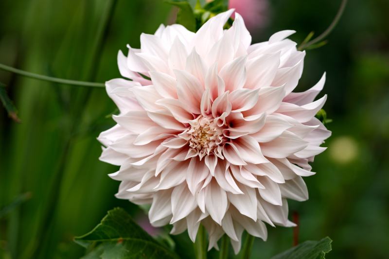 Café au Lait Dahlia