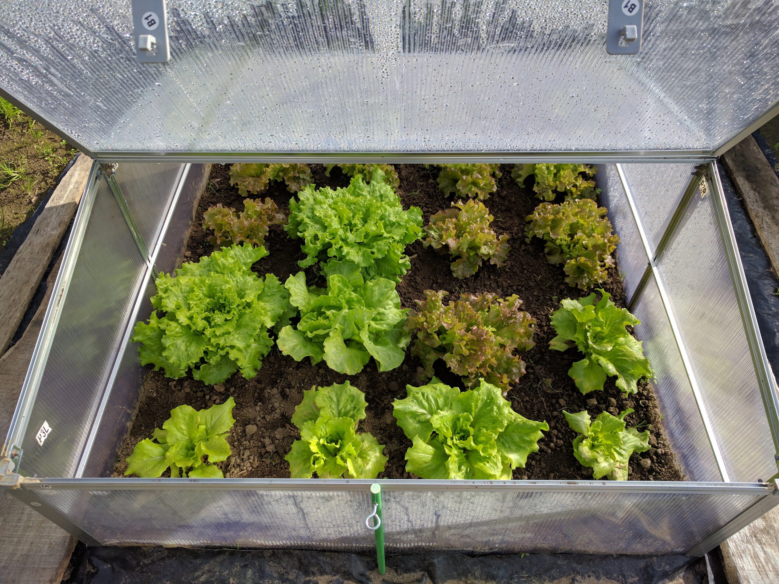 Build Your Own Cold Frame: Step-by-Step Guide