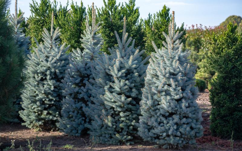 Colorado Blue Spruce tree