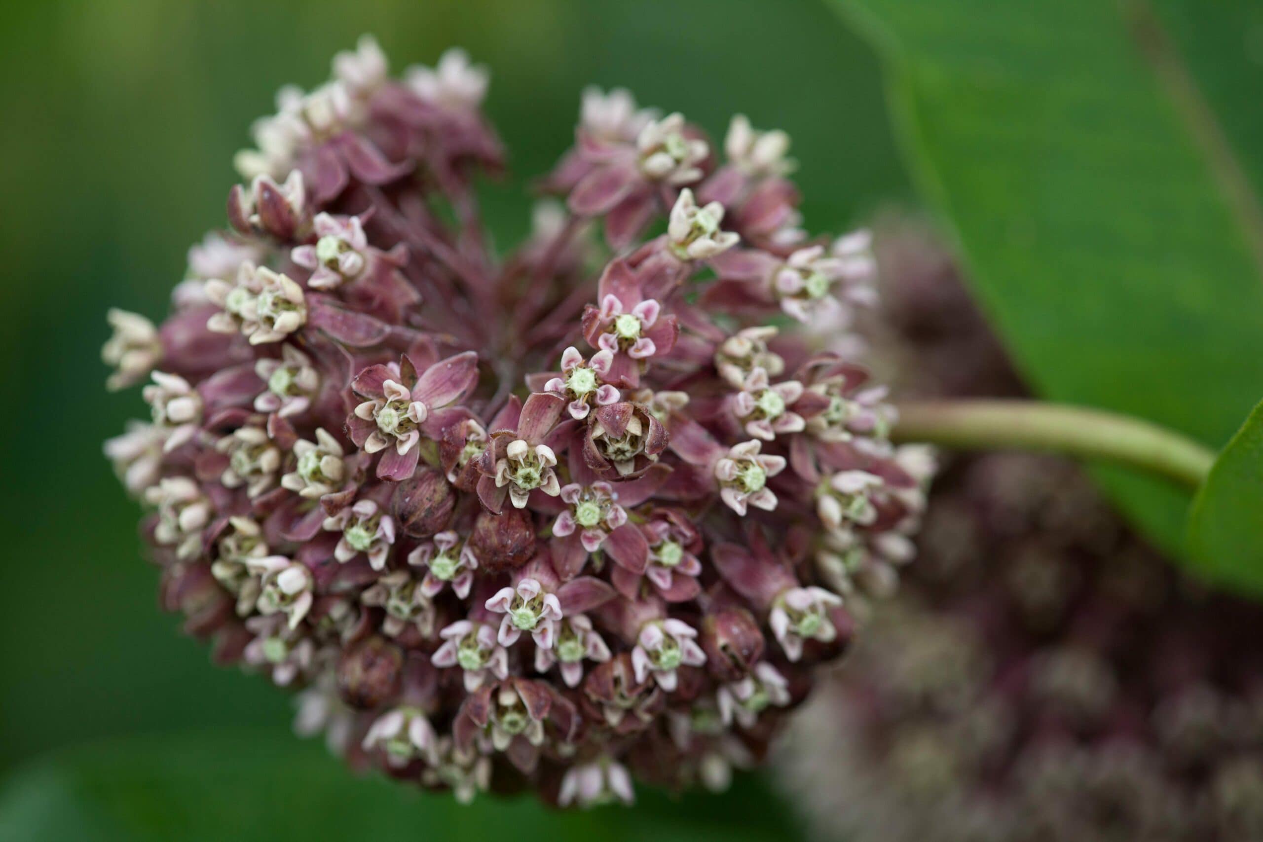 Common Milkweed (Asclepias syriaca)
