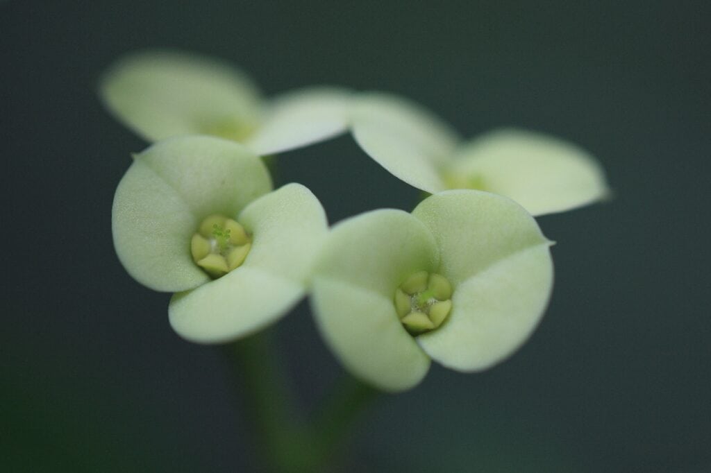 Flowering Spurge