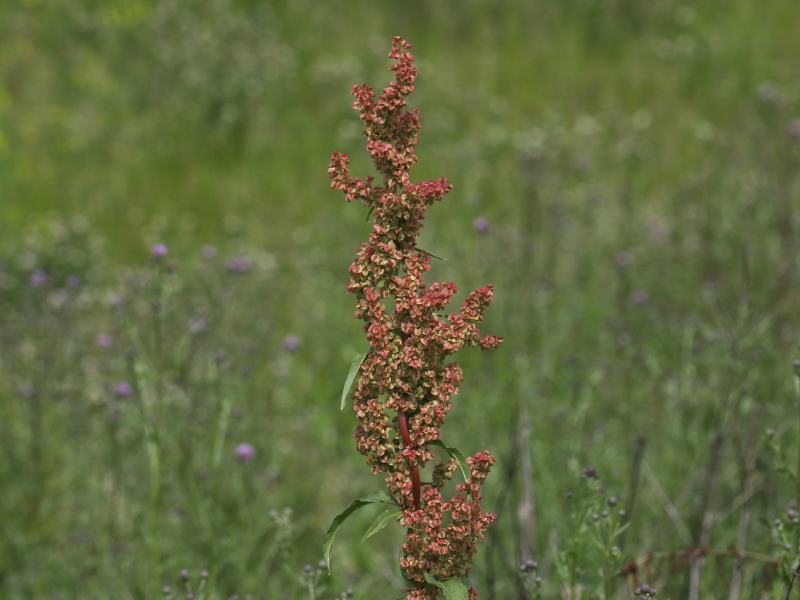 Fox Sedge Grass (Carex vulpinoidea)