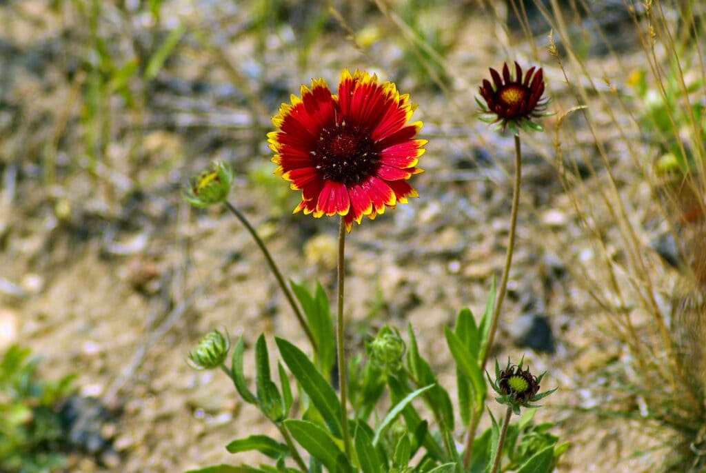 Indian Blanket