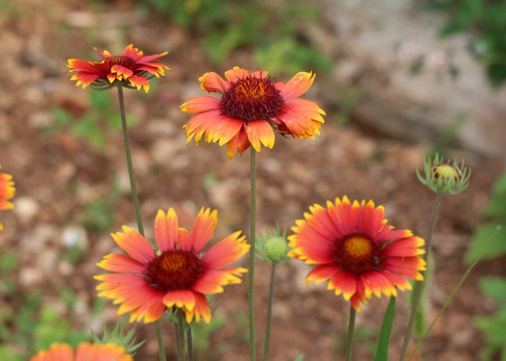 Indian Blanket