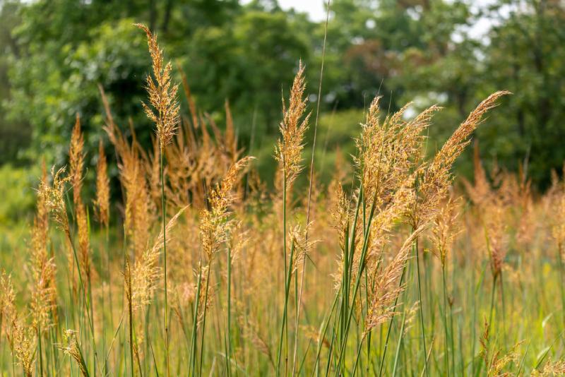 Indiangrass (Sorghastrum nutans)