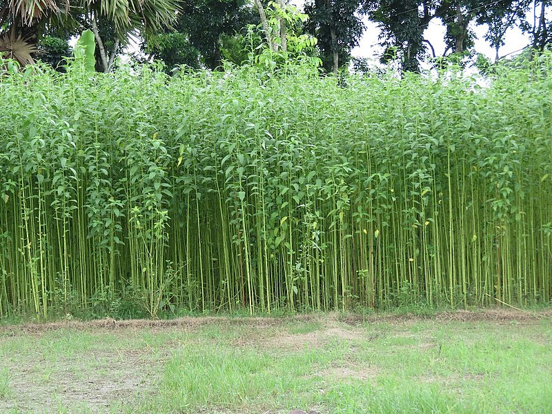Jute Plants