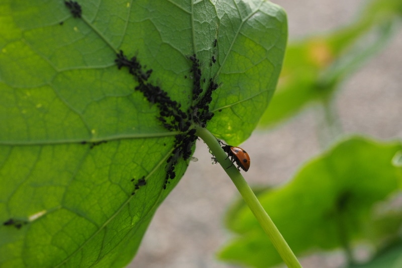 Ladybug attacking a clump of insects on a plant stem