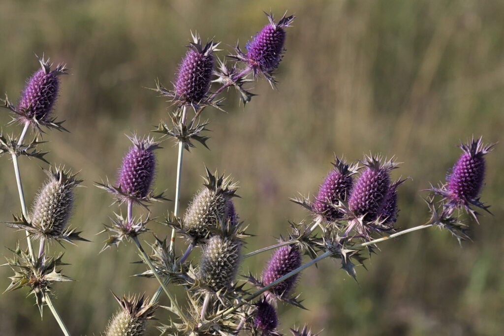 Leavenworth Eryngo