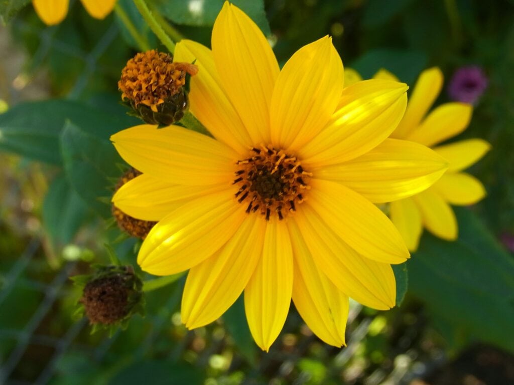 Maximilian Sunflower