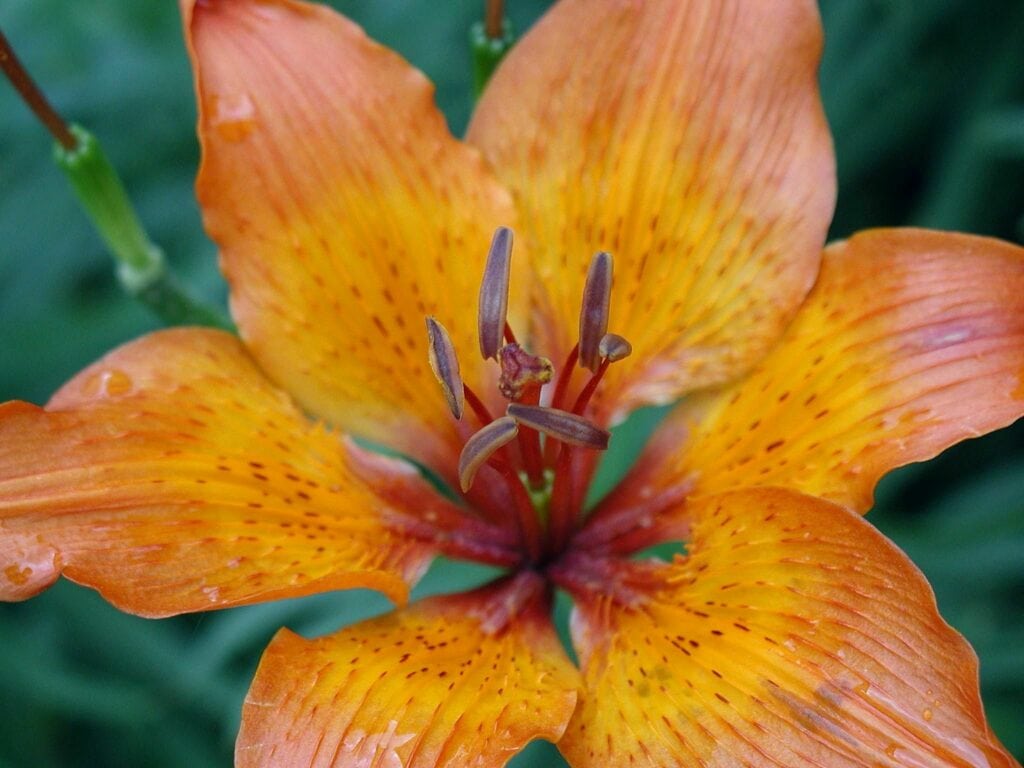 Michigan Lily