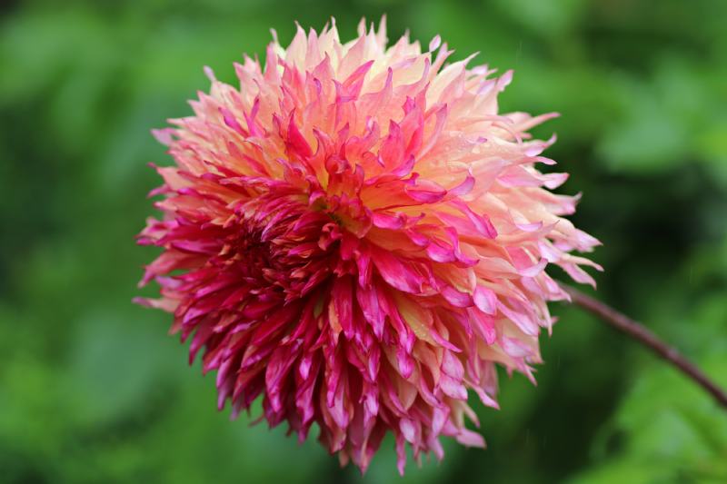 Myrtle’s Folly Dahlia