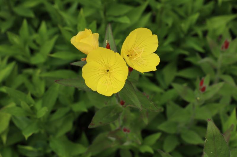 Narrowleaf Evening primrose (Oenothera fruticosa)
